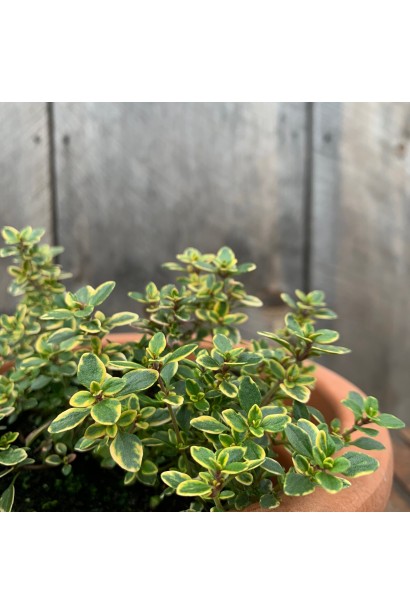 Чебрець лимонний Варієгата листя